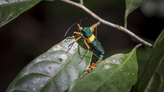 Paryphes