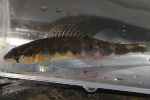 Gilt darter (Percina evides) — Percidae — 5