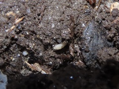 Haplophthalmus danicus image