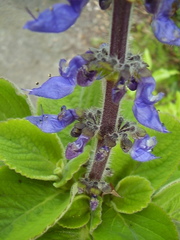 Coleus barbatus grandis