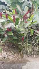 Alpinia purpurata