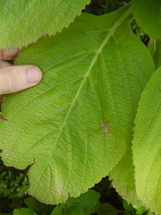 Coleus barbatus grandis