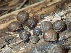 Triodopsis obsoleta