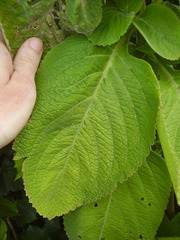 Coleus barbatus grandis
