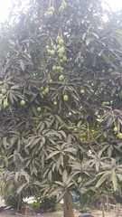 Mangifera