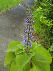 Coleus barbatus grandis