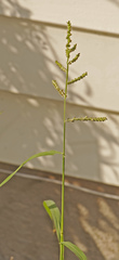 Paspalum plicatulum
