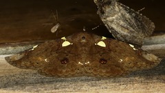 Antiblemma albipunctata