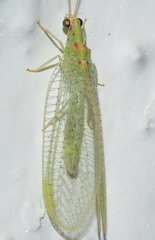 Pseudomallada granadensis