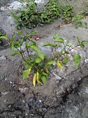 Capsicum annuum