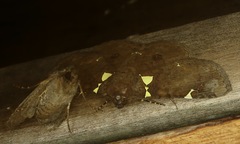 Antiblemma albipunctata