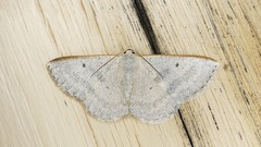 Lomographa tributaria