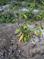 Capsicum annuum