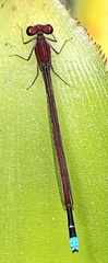 Oxyagrion simile