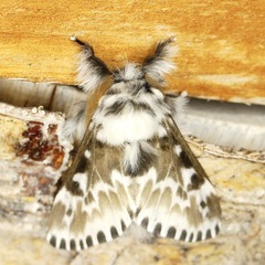 Podalia pedacia