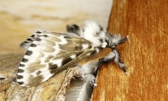 Podalia pedacia