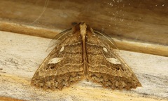 Prionoptera serraoides