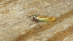 Paromenia quimbayensis