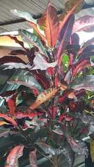 Codiaeum variegatum