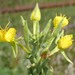 Oenothera villosa - Photo (c) Brenna Green,  זכויות יוצרים חלקיות (CC BY-NC-ND)