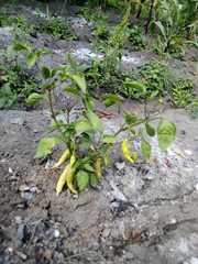 Capsicum annuum