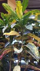 Codiaeum variegatum