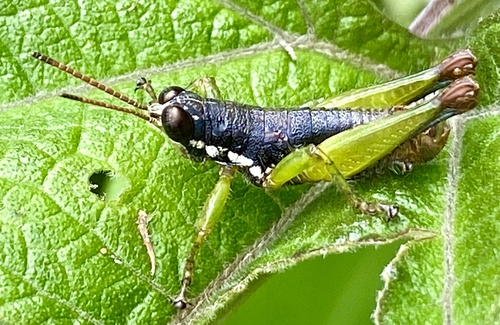 Sitalces volxemi