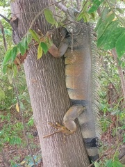Iguana iguana