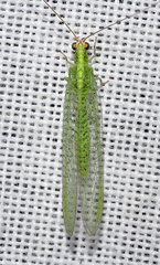 Pseudomallada ibericus