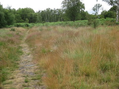 Agrostis curtisii