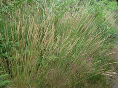 Agrostis curtisii