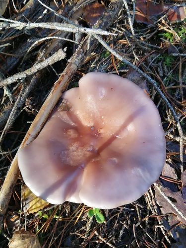 Field Blewit