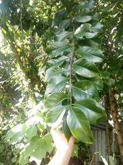 Pereskia