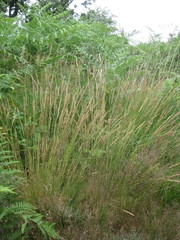 Agrostis curtisii