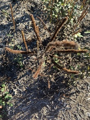 Veronicastrum