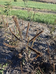 Veronicastrum