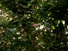 Pereskia