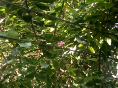 Pereskia