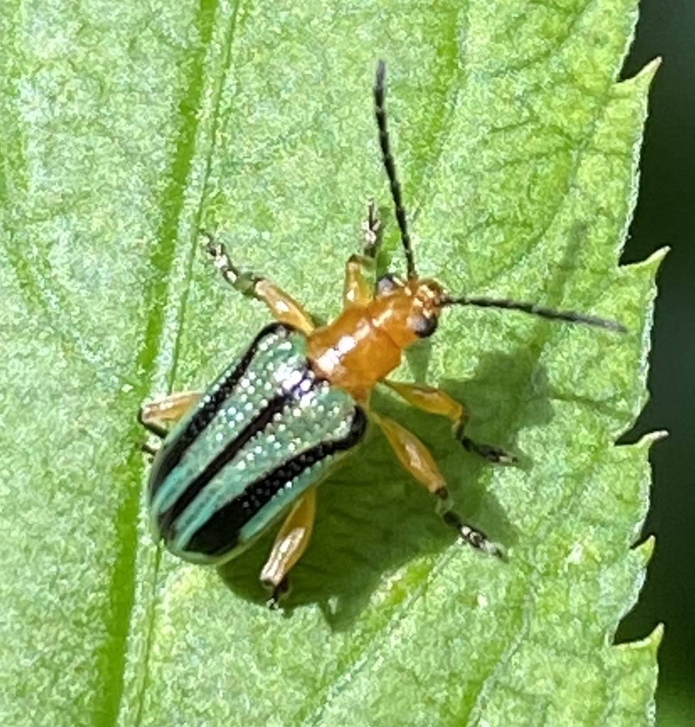 Neolema exclamationis