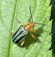 Neolema exclamationis