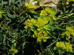 Euphorbia flavicoma