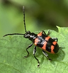 Neolema fasciata