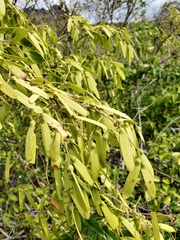 Ventilago