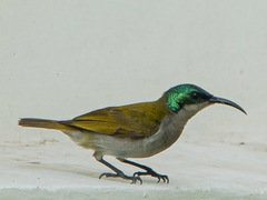 Cyanomitra verticalis