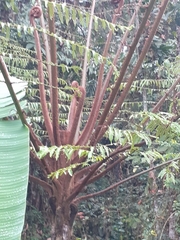 Alsophila spinulosa
