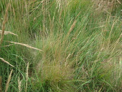 Festuca filiformis