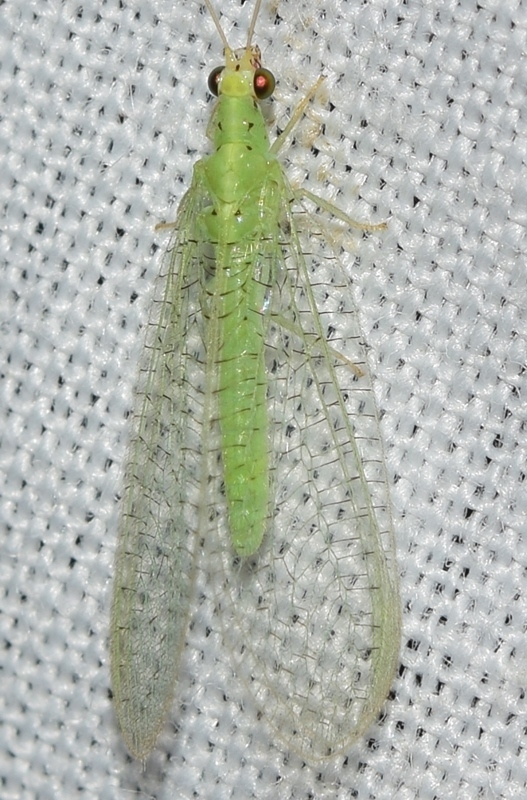 Apertochrysa picteti