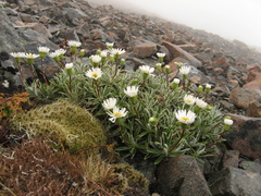 Celmisia angustifolia