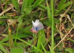 Leptotes cassius
