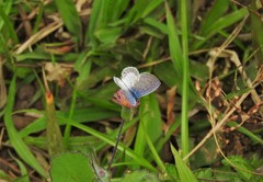 Leptotes cassius